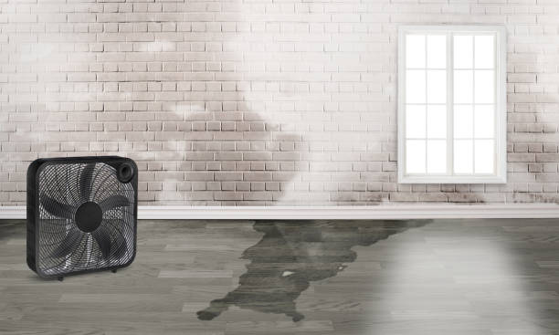 Best Water damage restoration near me  in Keystone, FL